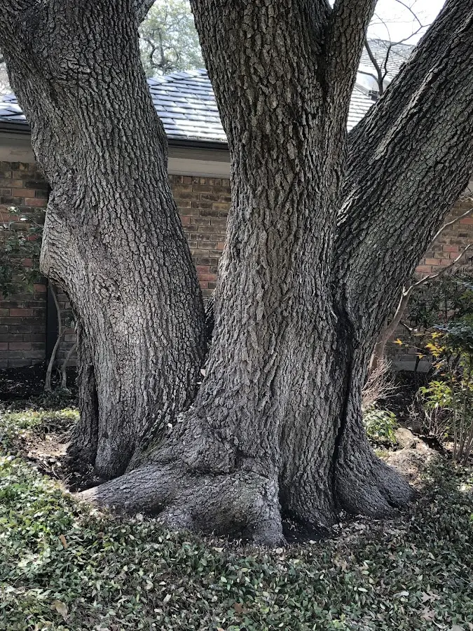 Mature heritage tree close to a Brooksville property cared for by certified arborists